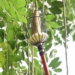 Kuv yuav tsum xyuam xim rau dab tsi thaum sau txiv apples?