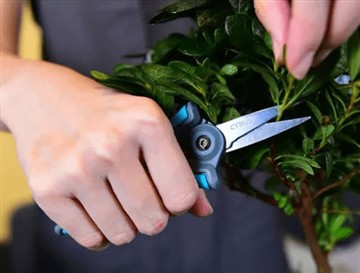 Vim li cas peb thiaj li tso cov txiab tshiab thiab loj dua